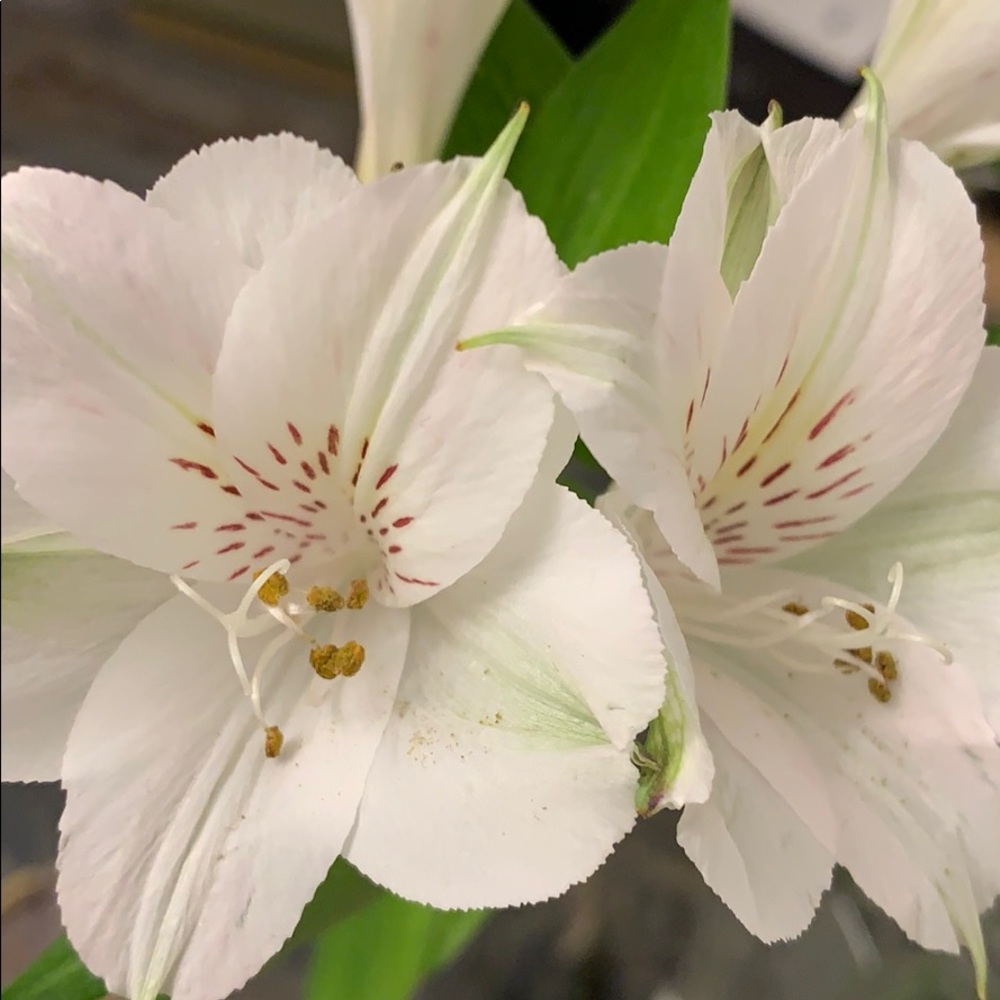 Meet your Posher, Elham